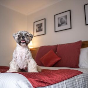 King Room Pet Friendly